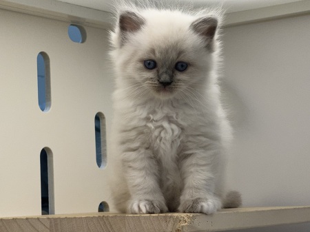 ���O�h�[��