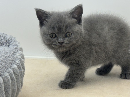 �u���e�B�b�V���V���[�g�w�A