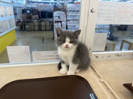 �u���e�B�b�V���V���[�g�w�A