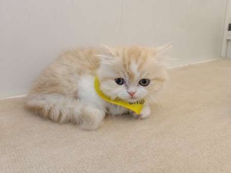 �~�k�G�b�g