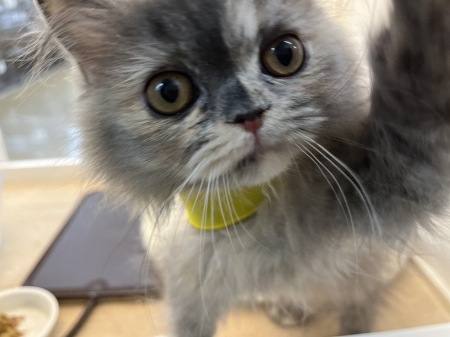 ���K�}�t�B��