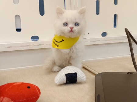 ���K�}�t�B��