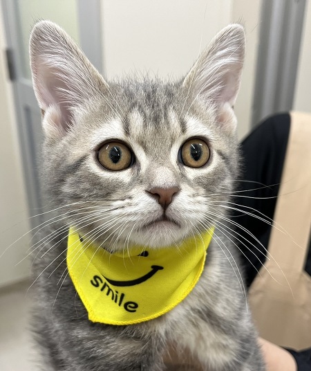 �A�����J���V���[�g�w�A