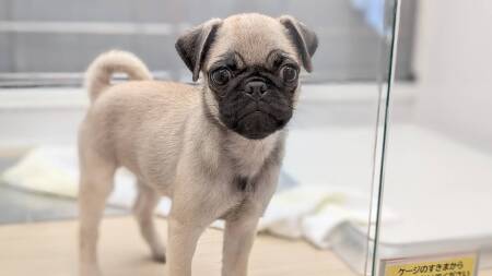 pO