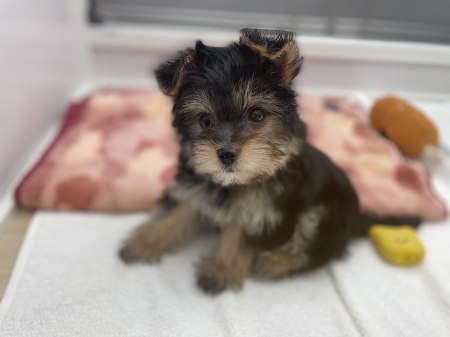 �~�b�N�X(�}���`�[�Y�~���[�N�V���[�e���A)