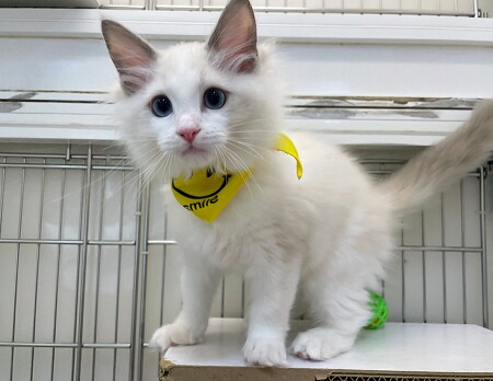 ���O�h�[��