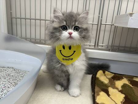 ���K�}�t�B��