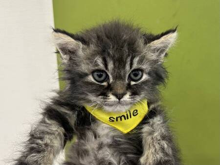 �Z���J�[�N���b�N�X�����O�w�A