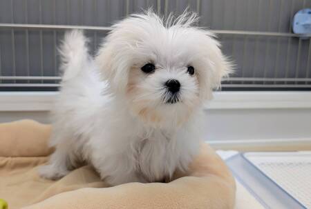 �}���`�[�Y