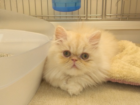 �y���V��