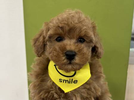 �g�C�v�[�h��