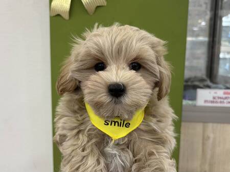 �~�b�N�X(�}���`�[�Y�~�g�C�v�[�h��)�@