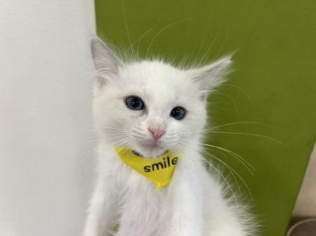 ���O�h�[��