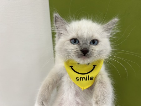 ���O�h�[��