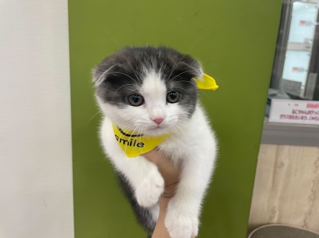 �X�R�e�B�b�V���t�H�[���h