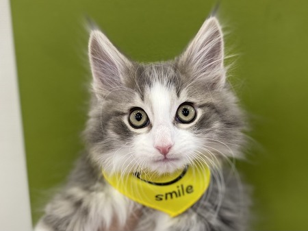 �m���E�F�W�����t�H���X�g�L���b�g