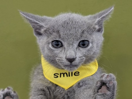 ���V�A���u���[