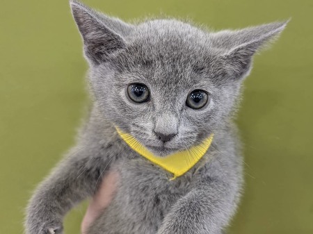 ���V�A���u���[