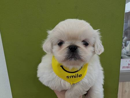 �y�L�j�[�Y