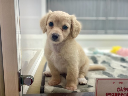 �~�b�N�X(�`�����~�~�j�`���A�_�b�N�X�t���h)