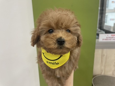 �g�C�v�[�h��