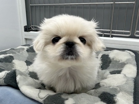 �y�L�j�[�Y