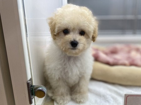 �~�b�N�X�g�C�v�[�h���~�}���`�[�Y