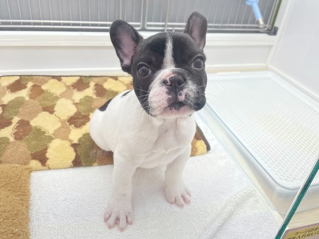 �t�����`�E�u���h�b�O