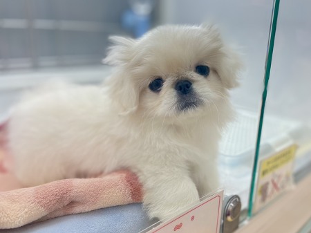 �y�L�j�[�Y