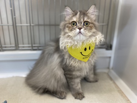 ���K�}�t�B��