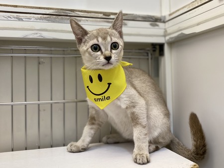 �V���K�v�[��