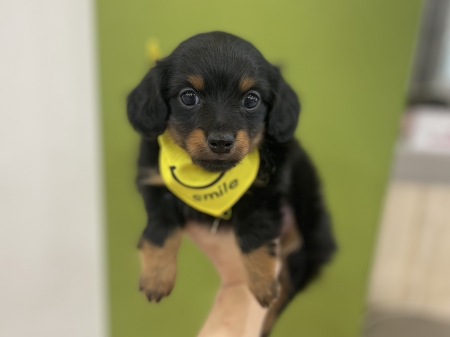 �~�b�N�X(�J�j���w���_�b�N�X�~�`����)