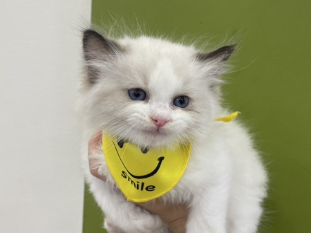 ���O�h�[��