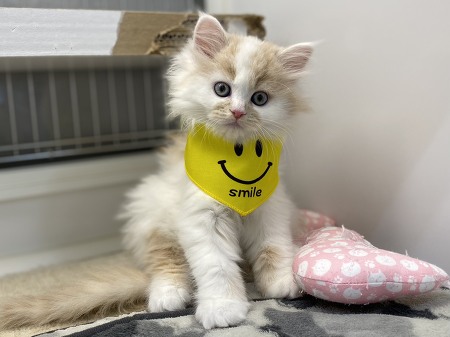 �}���`�J�������O�w�A�[(����)