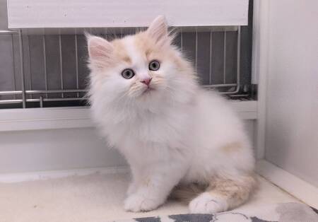 �}���`�J�������O�w�A�[(����)