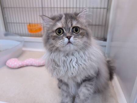 ���K�}�t�B��