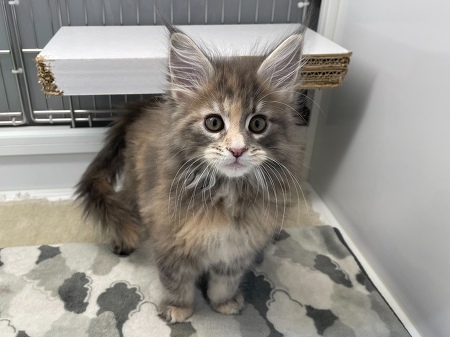 ���C���N�[��