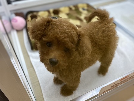 �g�C�v�[�h��