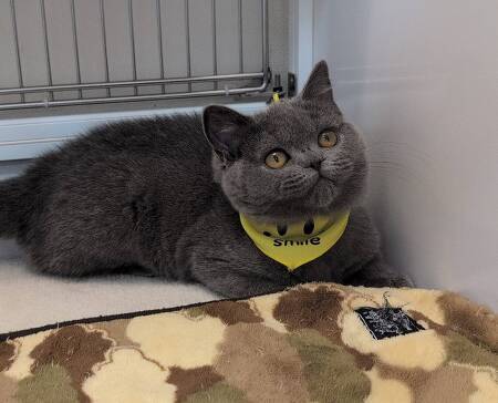 �u���e�B�b�V���V���[�g�w�A