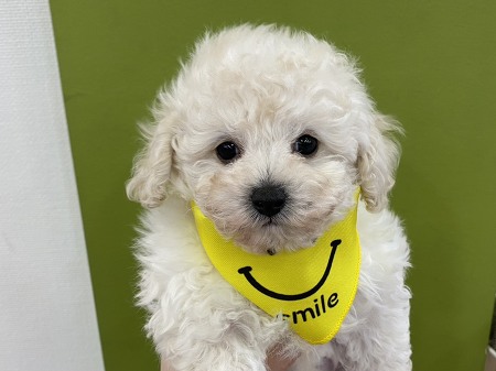 �g�C�v�[�h��