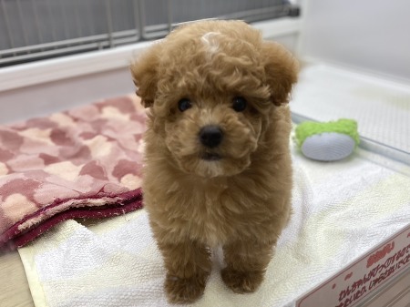 �g�C�v�[�h��