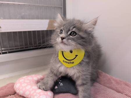 �T�C�x���A��