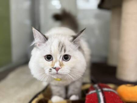 ���K�}�t�B��