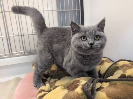 �u���e�B�b�V���V���[�g�w�A