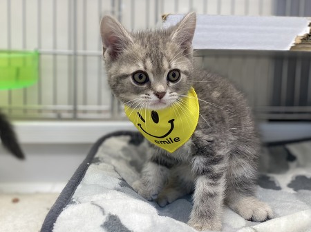 �A�����J���V���[�g�w�A