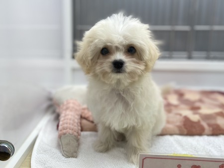 �~�b�N�X(�`�����~�g�C�v�[�h��)