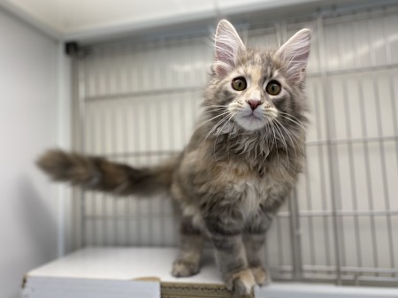 ���C���N�[��