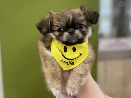 �~�b�N�X(�`�����~�y�L�j�[�Y)