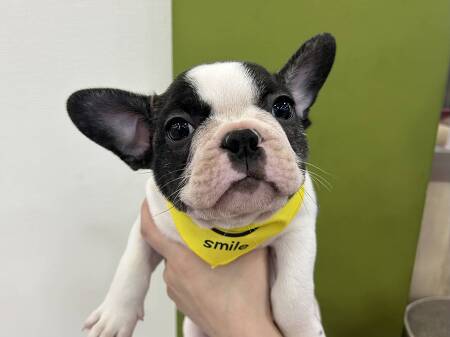 �t�����`�E�u���h�b�O