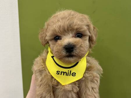 �~�b�N�X(�g�C�v�[�h���~�}���`�[�Y)